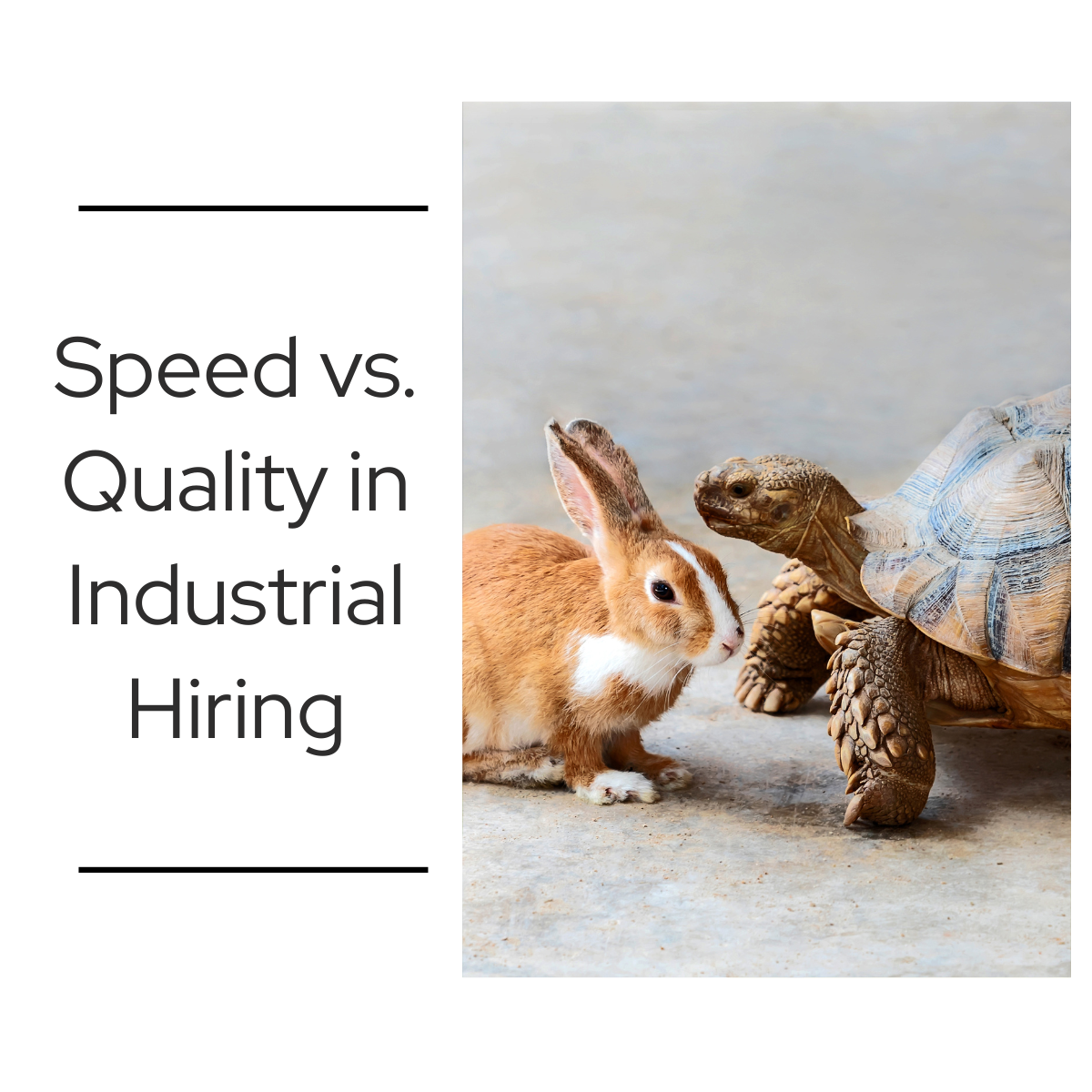 A brown rabbit and a large tortoise facing each other on a concrete surface, illustrating the contrast between speed and deliberate pace in industrial hiring.